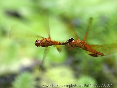 capung terbang tandem